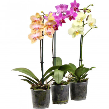 Orchid Phalaenopsis 1 pcs