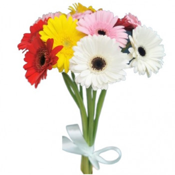 Bright bouquet: 11 multi-colored mini-gerberas