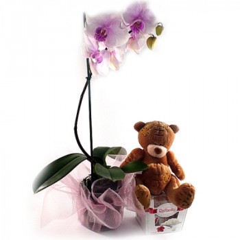 Orchid, teddy and Rafaello