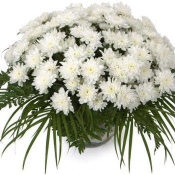 White chrysanthemums with greens