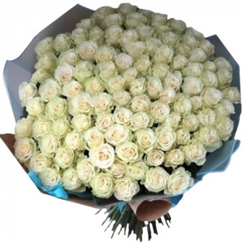 101 white rose 60 cm