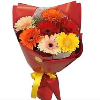 Gerbera bouquet in package