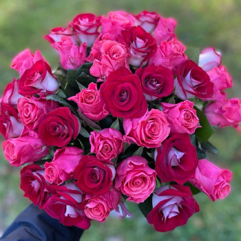 Sarkanas un rozā rozes 40 cm (izvēlieties ziedu skaitu)